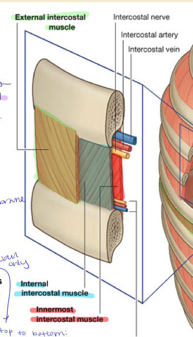 Thoracic Flashcards Memorang