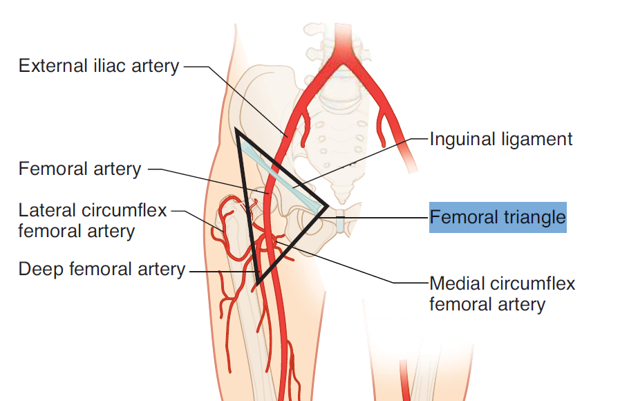 Snp Femoral Triangle Flashcards Memorang