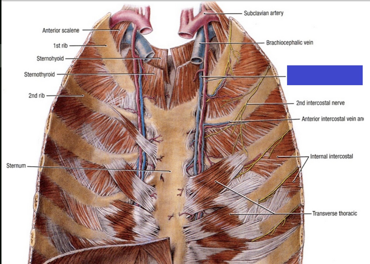 Week 3 Intercostal Spaces Flashcards Memorang
