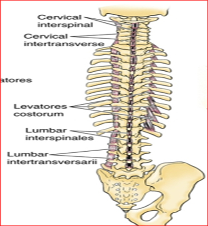 Levatores Costarum Interspinales And Intertransversarii