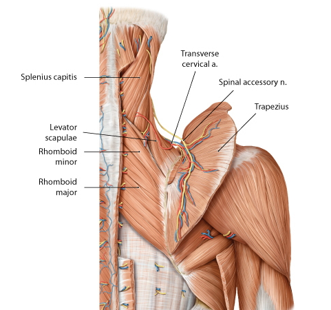 Anatomy Superficial Back Flashcards Memorang