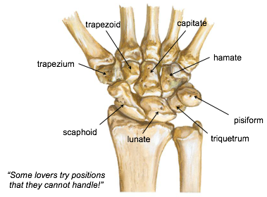 Forearm And Leg Flashcards Memorang