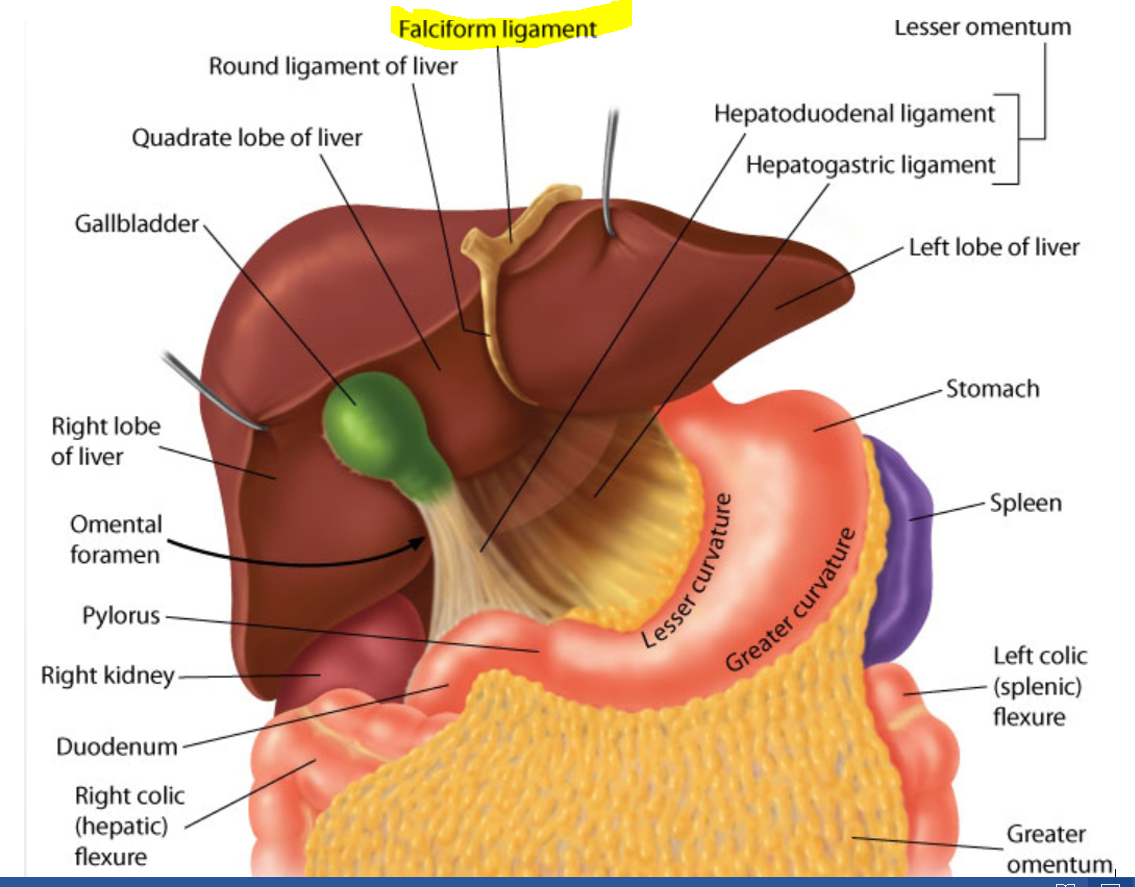 Usmle Anatomy Flashcards Memorang