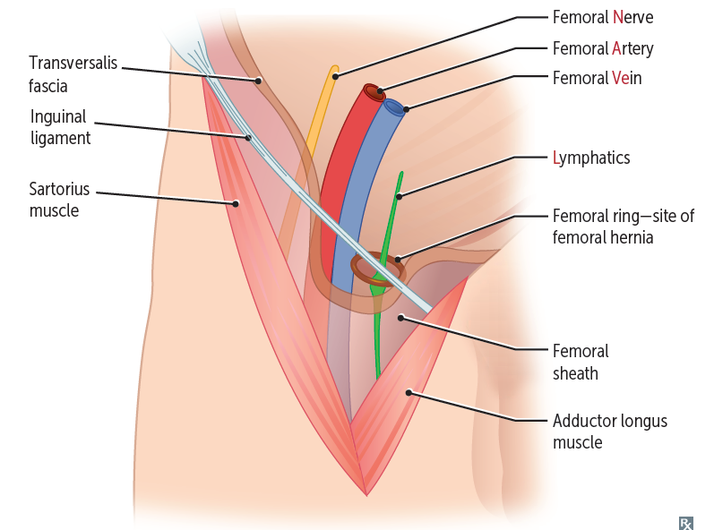 Snp Femoral Triangle Flashcards Memorang