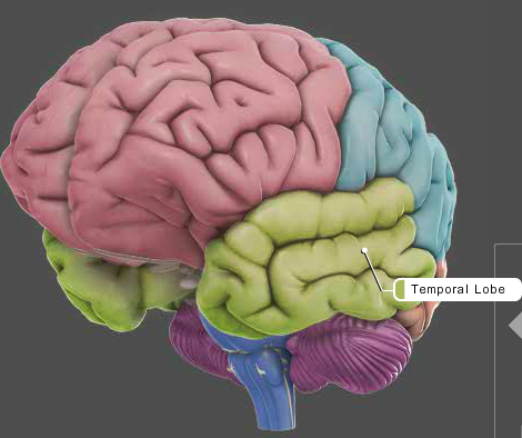 Anatomy quiz label brain Brain Puzzle