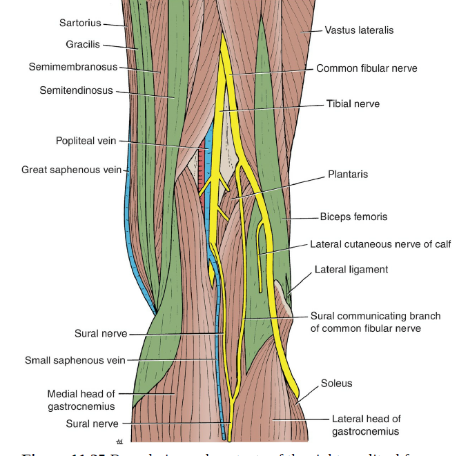 Snp Popliteal Region Flashcards Memorang