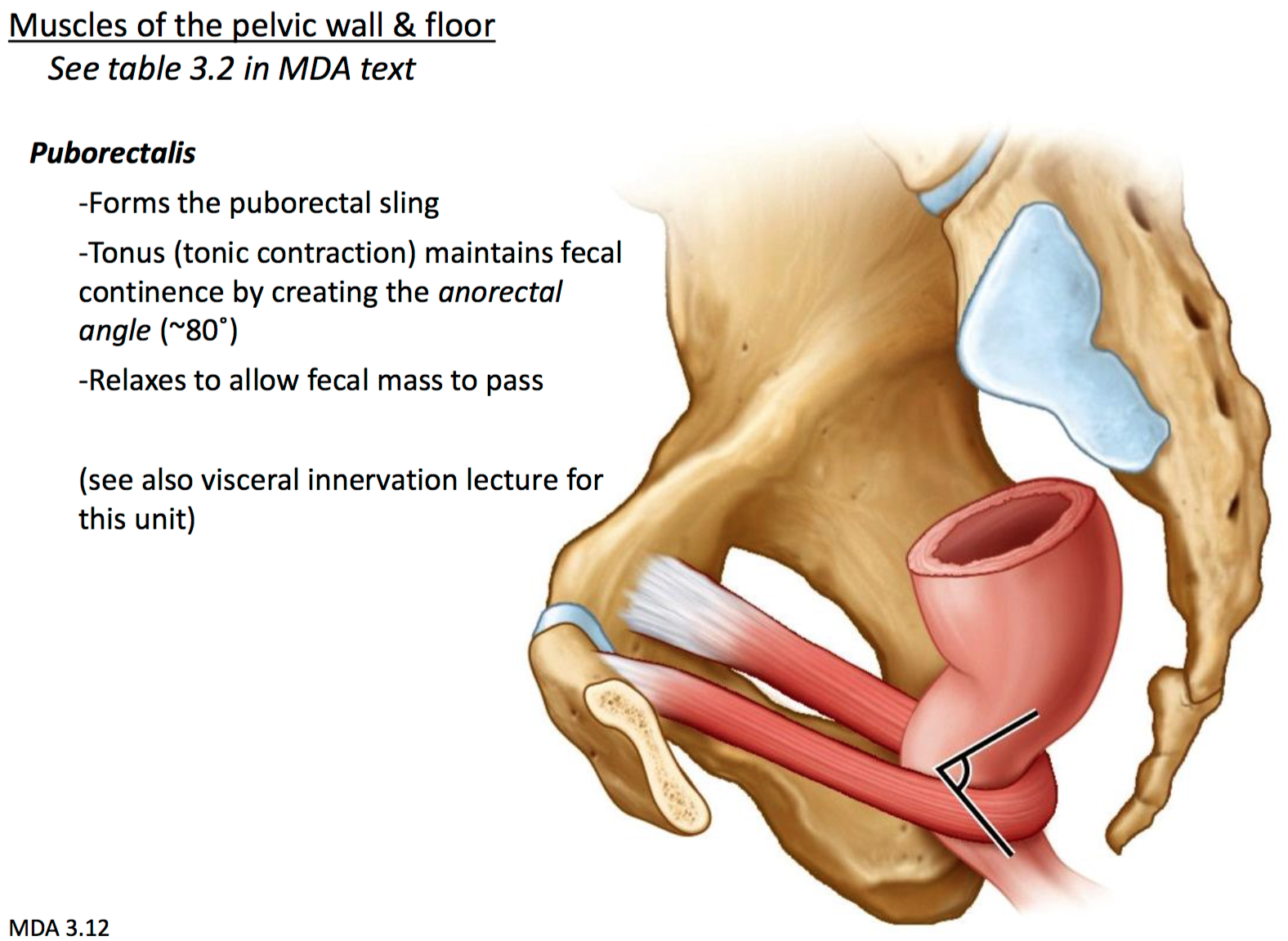 GS G36 Pelvis I Flashcards | Memorang