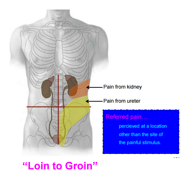 Left Loin To Groin Pain Musculoskeletal Medicine Clinical Gate