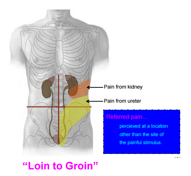 List 98+ Pictures Picture Of Groin Area In Female Left Side Sharp