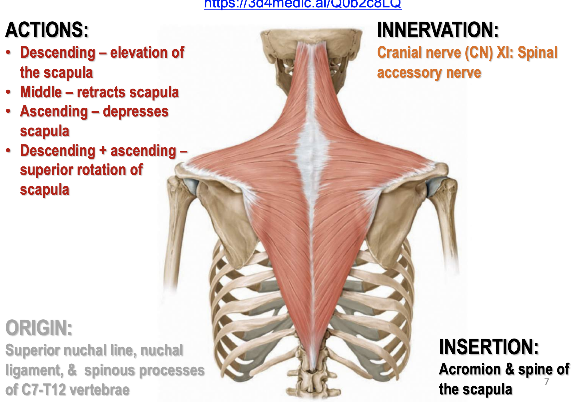 Back Muscles Flashcards Memorang