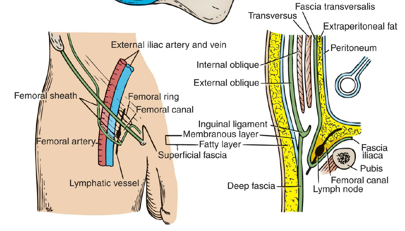 Snp Femoral Triangle Flashcards Memorang